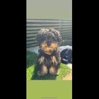 Yorkiepoo