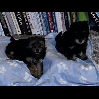 Yorkiepoo