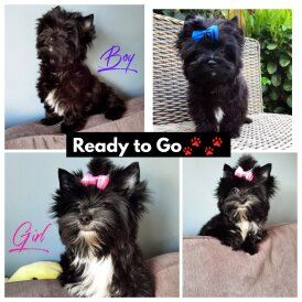 Yorkshire Terrier - Both