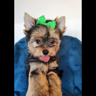 Yorkshire Terrier - Both