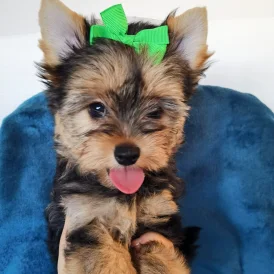 Yorkshire Terrier - Both