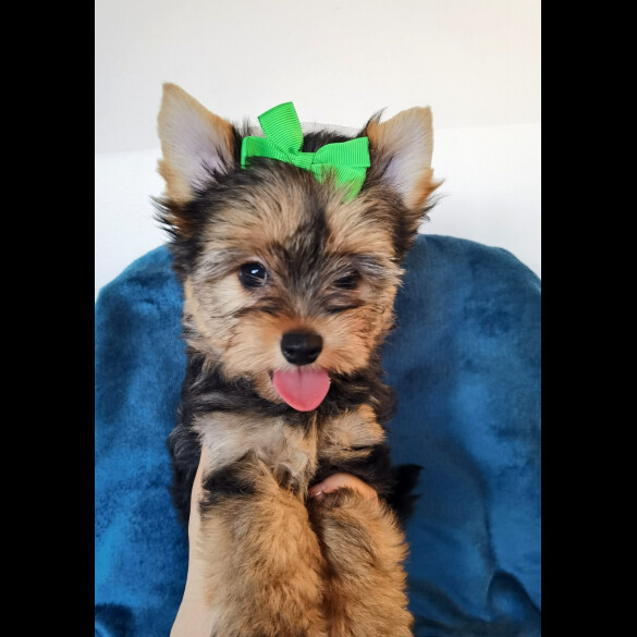 Yorkshire Terrier - Both