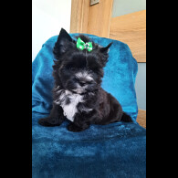 Yorkshire Terrier - Both
