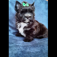 Yorkshire Terrier - Both