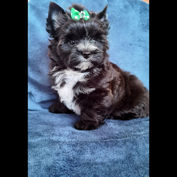 Yorkshire Terrier - Both