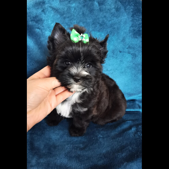 Yorkshire Terrier - Both