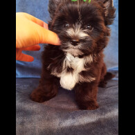 Yorkshire Terrier - Both