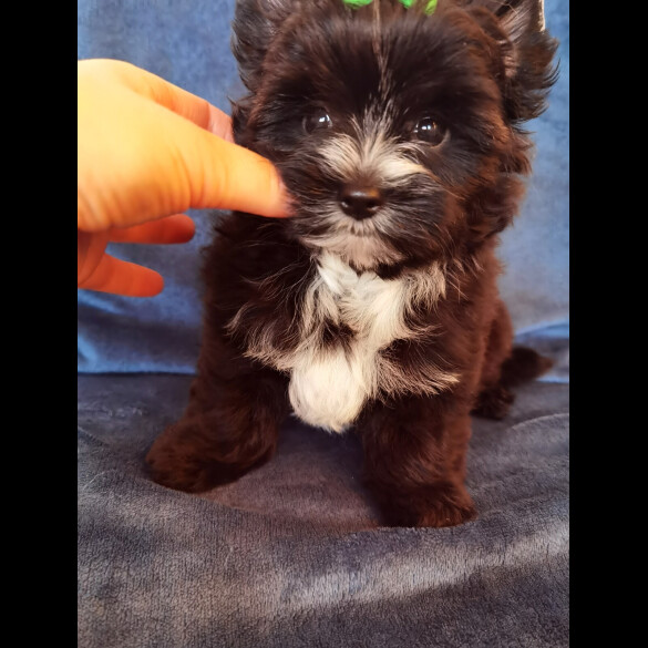 Yorkshire Terrier - Both