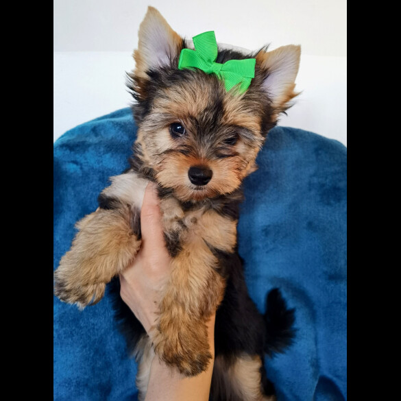 Yorkshire Terrier - Both