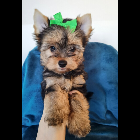 Yorkshire Terrier - Both