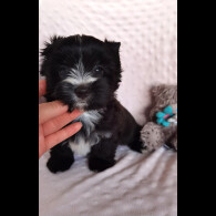 Yorkshire Terrier - Both
