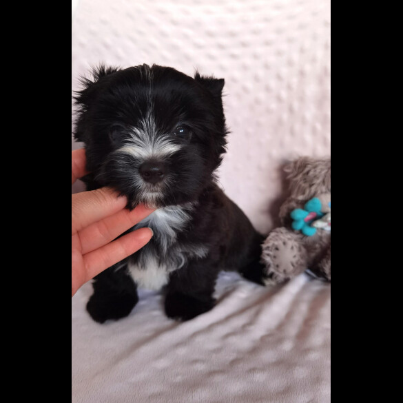 Yorkshire Terrier - Both