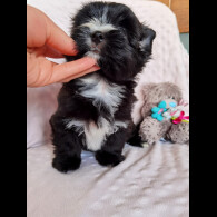 Yorkshire Terrier - Both