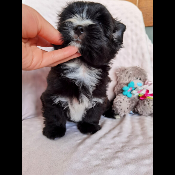 Yorkshire Terrier - Both