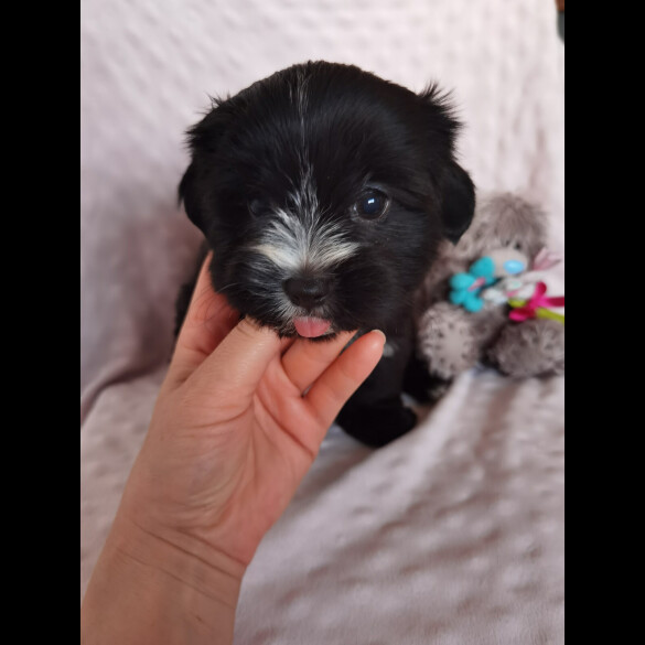 Yorkshire Terrier - Both