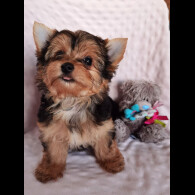 Yorkshire Terrier - Both