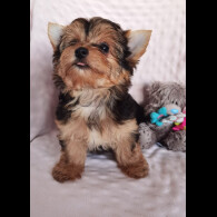 Yorkshire Terrier - Both