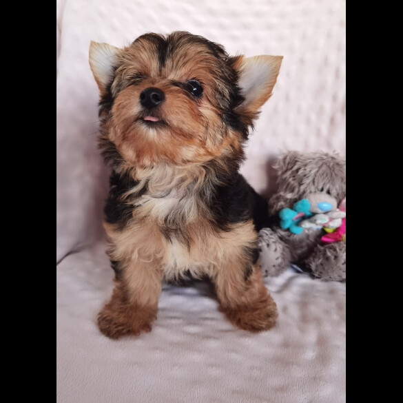 Yorkshire Terrier - Both
