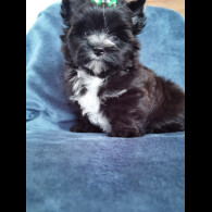 Yorkshire Terrier - Both