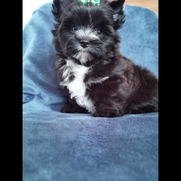 Yorkshire Terrier - Both
