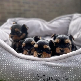 Yorkshire Terrier - Both