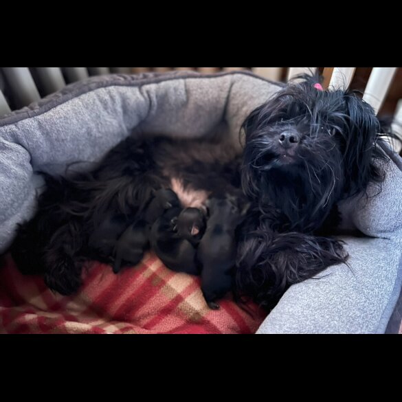 Yorkshire Terrier - Both