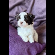 Yorkshire Terrier - Both