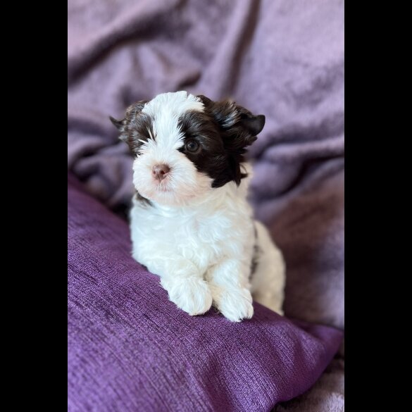 Yorkshire Terrier - Both