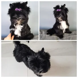 Yorkshire Terrier - Both