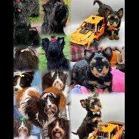 Yorkshire Terrier - Both