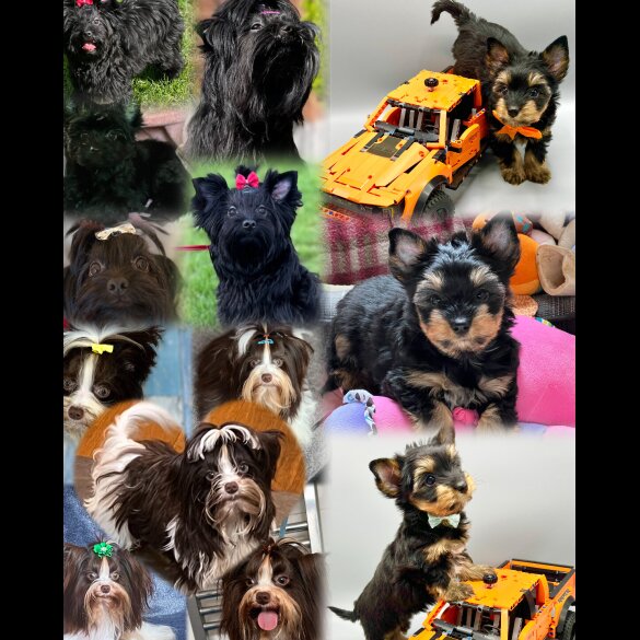 Yorkshire Terrier - Both