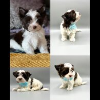 Yorkshire Terrier - Both