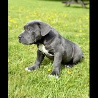 Cane Corso - Dogs