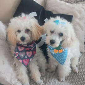 Toy Poodle - Both