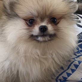 Pomeranian - Bitches