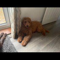 Goldendoodle - Both