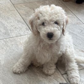 Poochon - Both