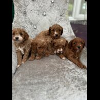 Cavapoo - Both