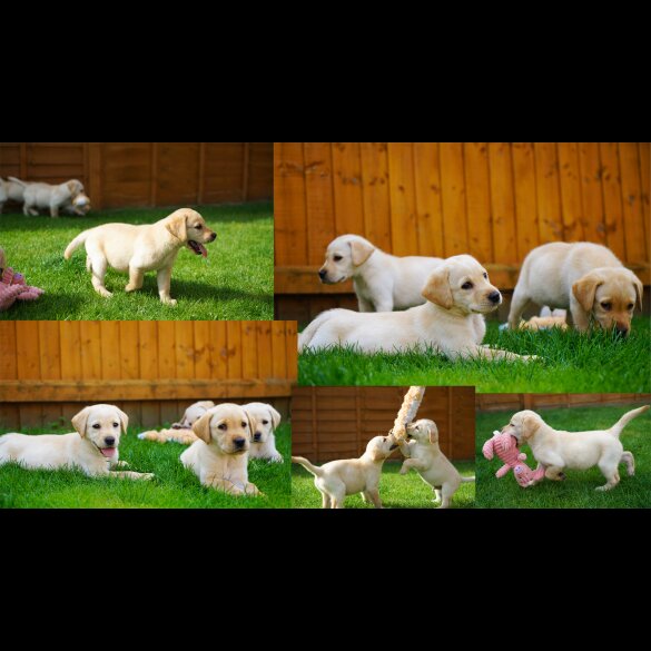 Labrador Retriever - Both