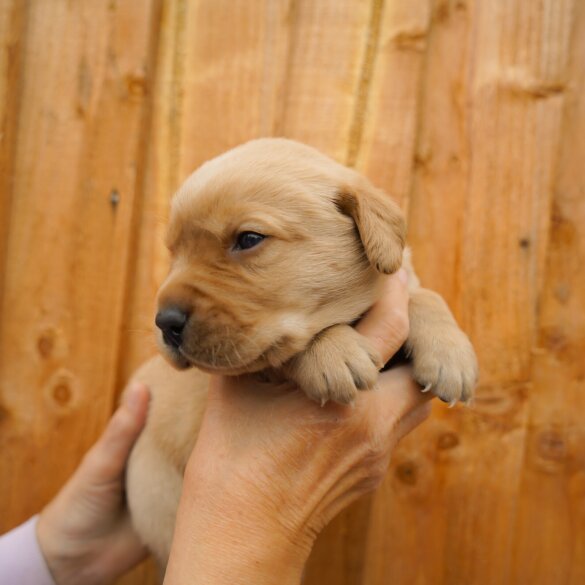 Labrador Retriever - Both