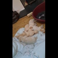 Golden Retriever - Both