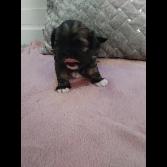 Shih Tzu - Dogs
