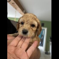 Cockapoo - Both