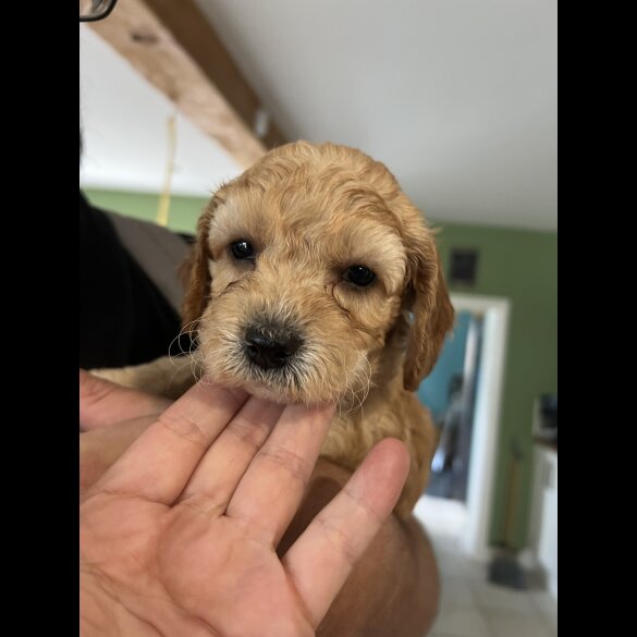 Cockapoo - Both