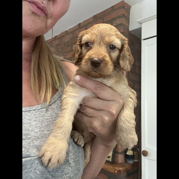 Cockapoo - Both