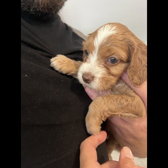Cockapoo - Both