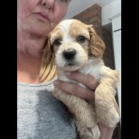 Cockapoo - Both