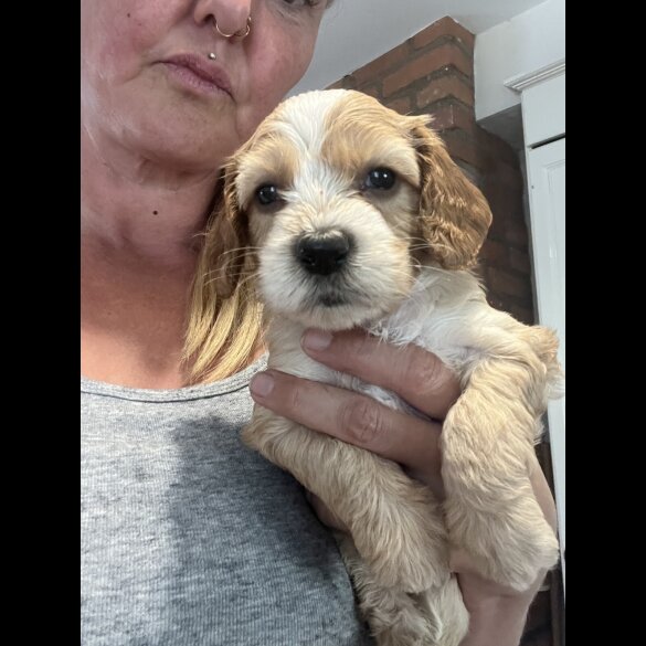 Cockapoo - Both