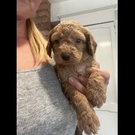 Cockapoo - Both