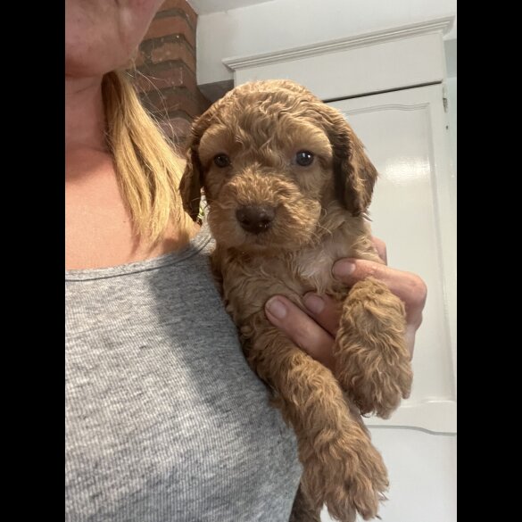 Cockapoo - Both